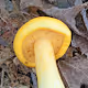 Mushroom Images