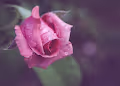 Flower_Photography_