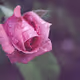 Flower_Photography_