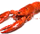Colorful Crustaceans