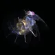 Fractal Gif