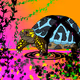 Terrapin Highway
