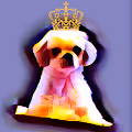 King Dubi