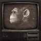 The first ape