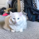 Teemos Catbox