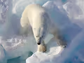 SallyPemdas Polar Bear Dollars (1000000)