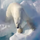 SallyPemdas Polar Bear Dollars (1000000)