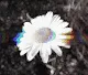 Psychedelic GIFs