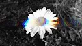Psychedelic GIFs