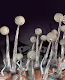Acid Metaverse