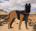 Canine Heroes