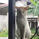 Franky Cat