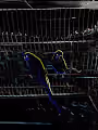 ofBlackbirds