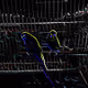 ofBlackbirds