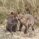 Baby Foxes