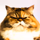 BigFatCats