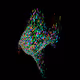 True Colour Nebula