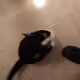 My Sweet Cat Loves Sleeping