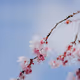 Nature - G5KttEhiBN