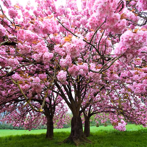 arbres magiques