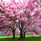 arbres magiques