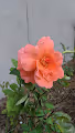 PlantLife"RoseOrange"