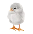 littlechicken