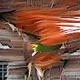 macaw exotic bird astract
