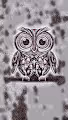 Weird Owls multiverse