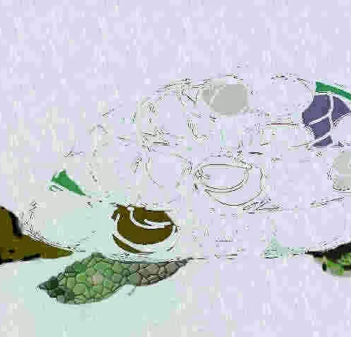 Peppina, the (almost) invisible Turtle