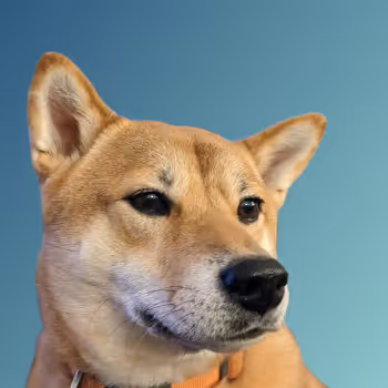Shiba Inu Profile Pics