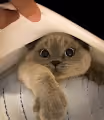 Lady Dumpling Perfection Collection