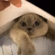Lady Dumpling Perfection Collection