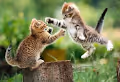 cat - ov6KFs3H3P