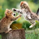 cat - ov6KFs3H3P