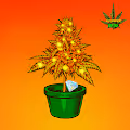 Sativa Farms