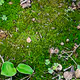 For the Love of Moss