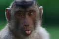 Ape192838