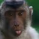 Ape192838