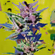 420 Plants