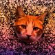 ANIMALCOLORS