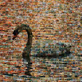 Photographing and Digital Arts