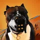 pitbull-art museller