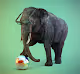 Animals time off