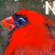 Birds of the USA