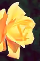 Roses of life