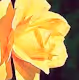 Roses of life