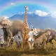Animal world2