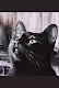The black cat 13