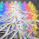 Glitch in the Ganja